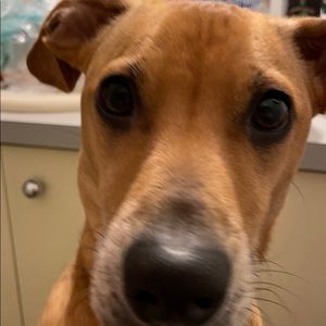 Meet your Posher, Ginger